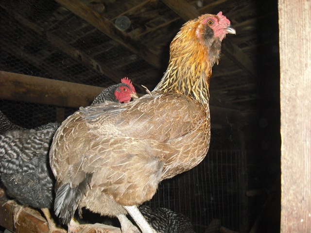 [ChaseVisitandFarmPics047.jpg]