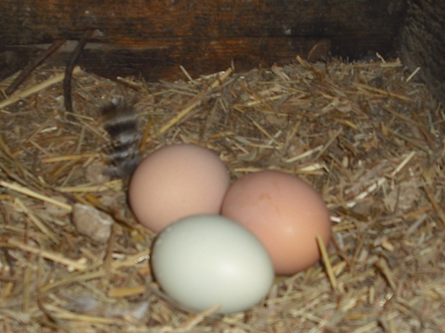[ChaseVisitandFarmPics04812.jpg]