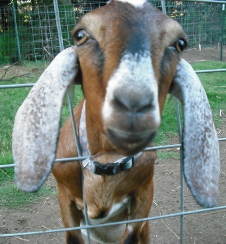 [ChaseVisitandFarmPics0494.jpg]