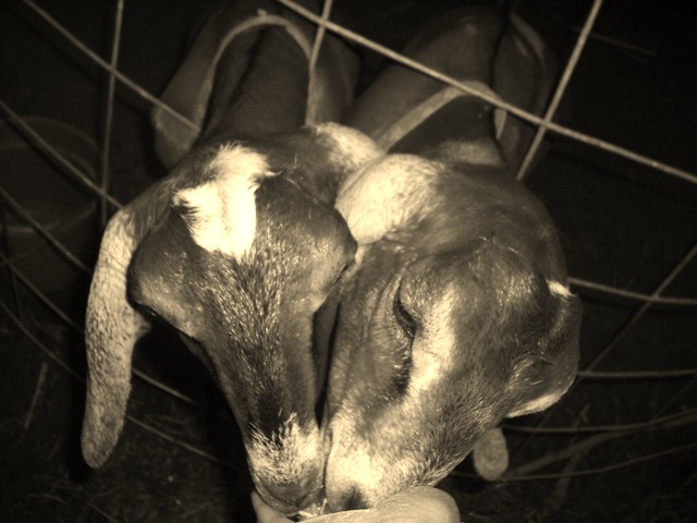 [ChaseVisitandFarmPics0664.jpg]