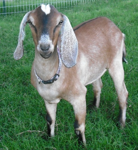 [ChaseVisitandFarmPics0584.jpg]