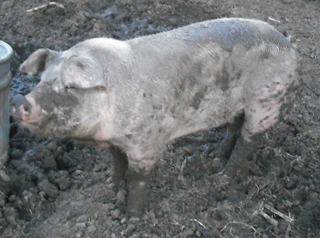 [ChaseVisitandFarmPics0814.jpg]