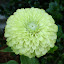 Zinnia "Envy"
