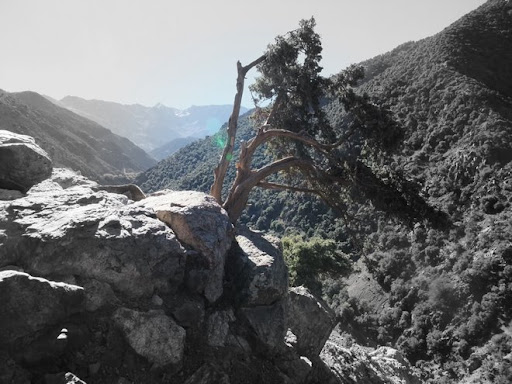 Juniper Tree in Azzaden Valley