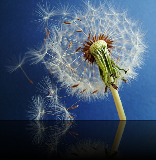 Dandelion