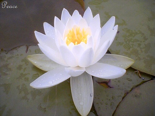 [lotus-flower-6[24].jpg]