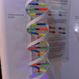 Um modelo de DNA feito com PVC e isopor.