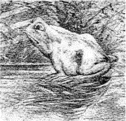 kuda - katak