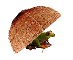 tempurung