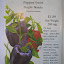 Sweet Pepper 'Purple Beauty' Seeds