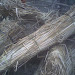 IMG0638A.jpg