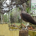 Philippine Eagle at Malagos garden Resort