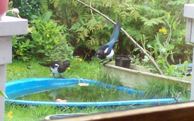 magpies join forces