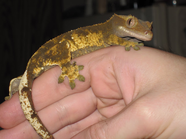 Dark Olive Flame Crested Gecko Female