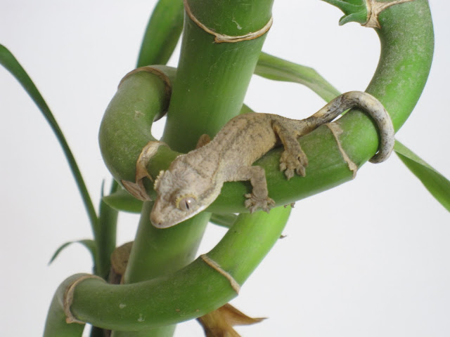 Yellow Tiger Crested Gecko Juvenile