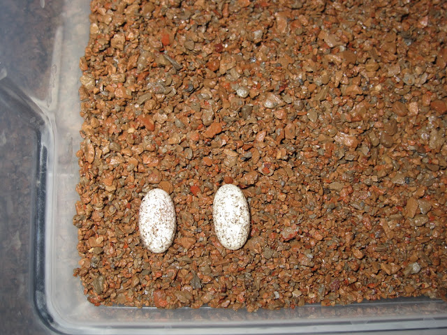 Eggs from the Dark Pinstripe Project