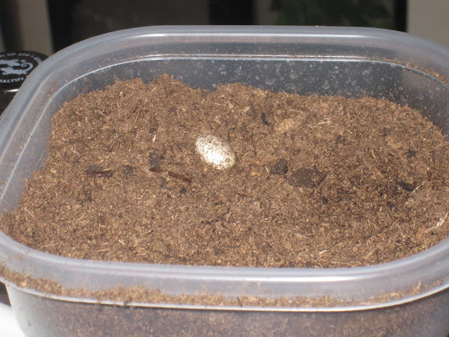 Eggs from the Dark Pinstripe Project