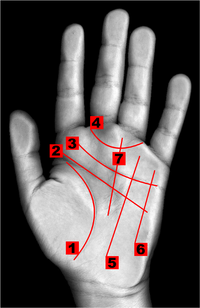[palm6.png]