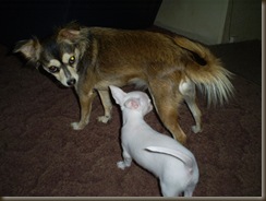Roxy and Junior Boy