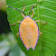 shield bug nymph