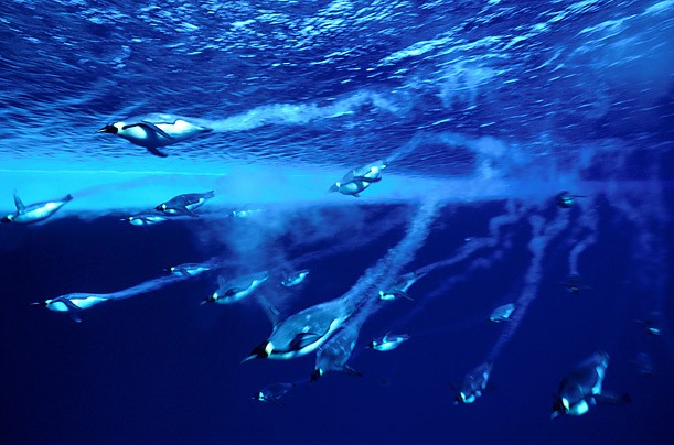 underice 03 64 The Underwater World of Antarctica