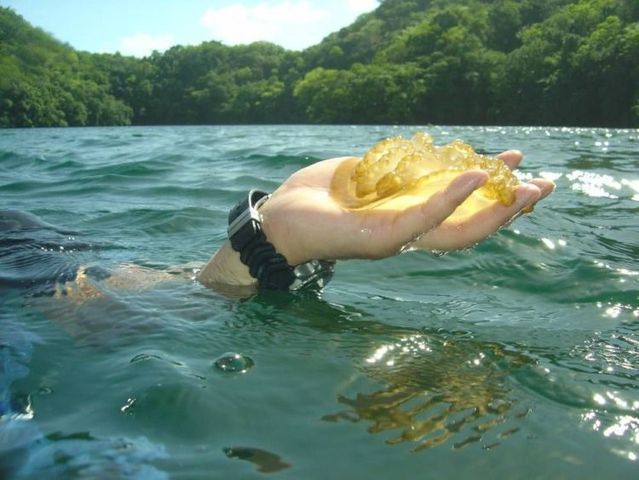 palau 17 Swim among thousands of Jellyfish