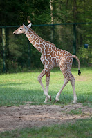 Carlo (Giraffe)