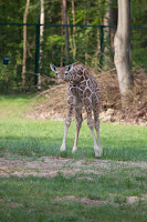 Carlo (Giraffe)
