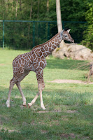 Carlo (Giraffe)