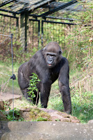 Gorilla