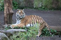 Amur Tiger
