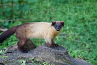 Buntmarder