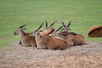 Elenantilope
