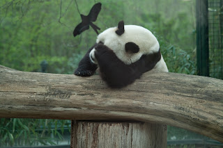 Bao-Bao