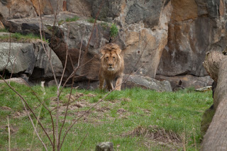 Löwe