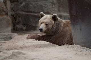 Braunbär