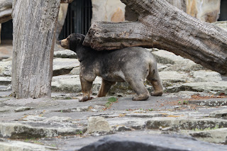 Malaienbär