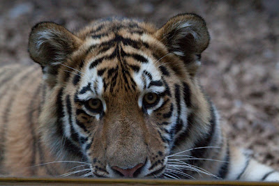 Amur-Tiger