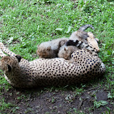 IMG_3894.jpg