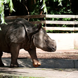 Panzernashorn (Seto Paitala)