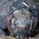 Panzernashorn (Ropen)