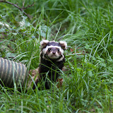Tigeriltis