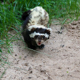 Tigeriltis