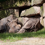 Panzernashorn