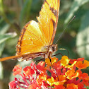 Juno Longwing