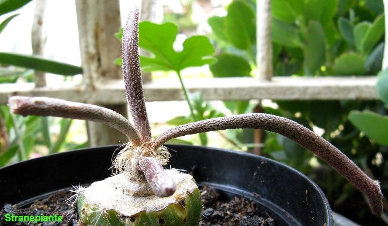 [Digitostigma caput-medusae astrophytum[2].jpg]