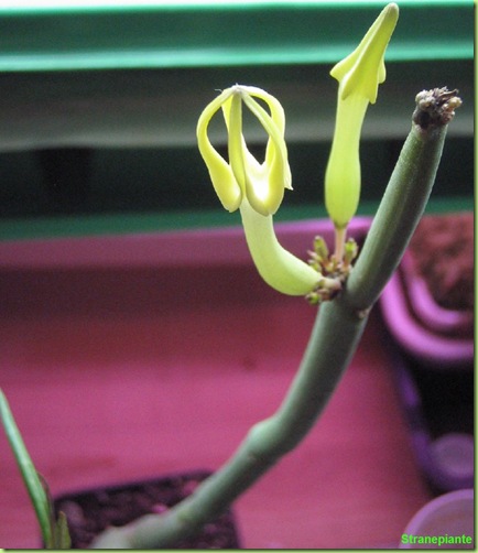 ceropegia dichotoma