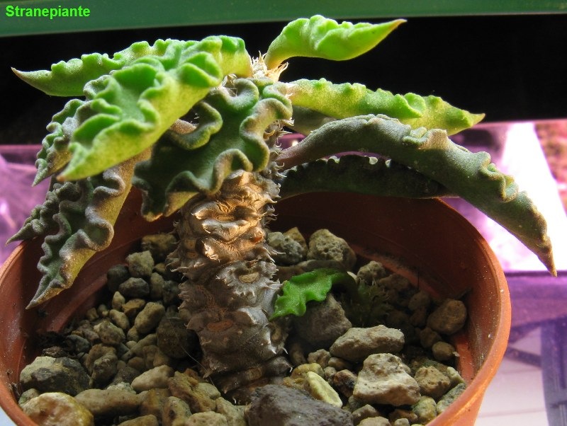 [simile Euphorbia cylindrifolia forse Euphorbia decaryi  var. spirosticha[3].jpg]