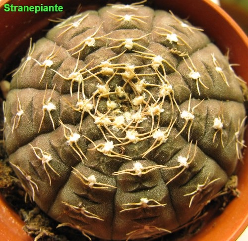 [Gymnocalycium ragonesii[4].jpg]