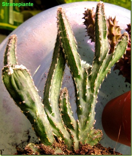 Monvillea spegazzinii monstruosa